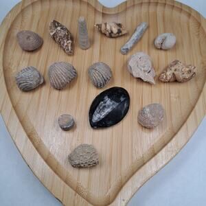 Orthoceras Ancient Aquatic Fossil Bundle, 86G